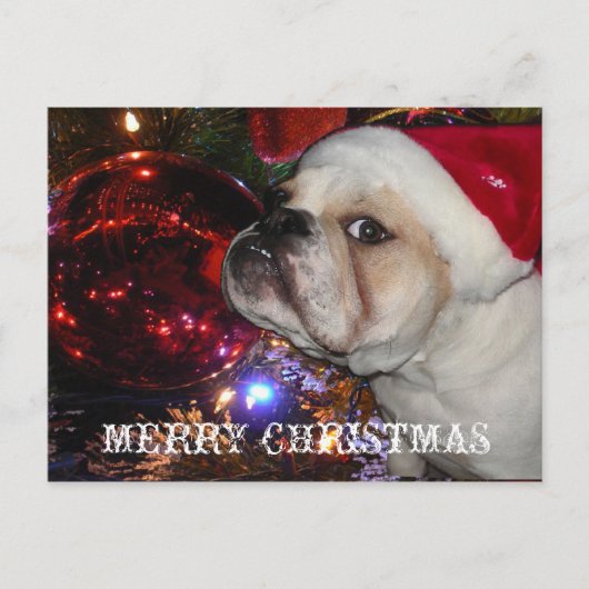 English Bulldog Christmas Feiertagspostkarte (Vorderseite)
