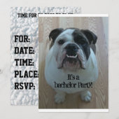 English Bulldog Cool Bachelor Party Einladungen (Vorne/Hinten)