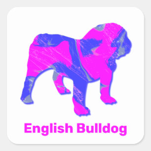 English Bulldog Crazy Hot Pink & Blue Quadratischer Aufkleber