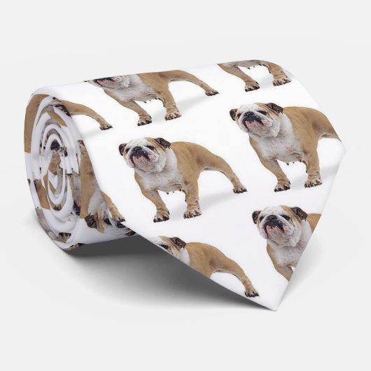 english_bulldog, englische Bulldoggen-Krawatte Krawatte (Gerollt)