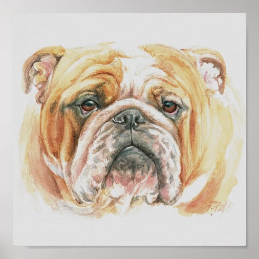 English Bulldog face Watercolor Poster (Vorne)
