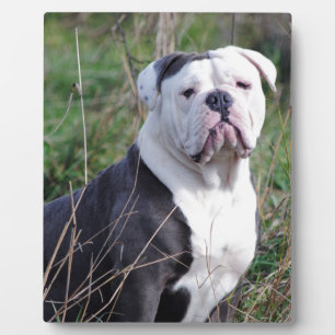 English Bulldog Fotoplatte