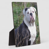 English Bulldog Fotoplatte (Seite)