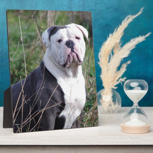 English Bulldog Fotoplatte (Seite)