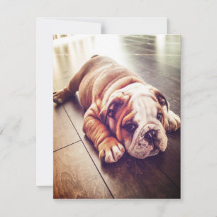 English Bulldog Lying Dog Hundebahn Foto Einladung