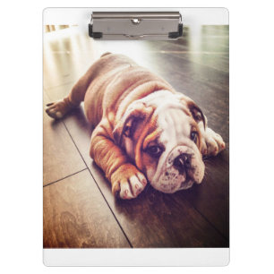 English Bulldog Lying Dog Hundebahn Foto Klemmbrett