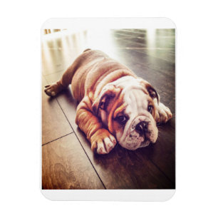English Bulldog Lying Dog Hundebahn Foto Magnet