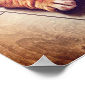 English Bulldog Lying Dog | Hundebahn Foto Poster (Ecke)