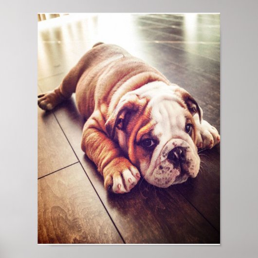 English Bulldog Lying Dog | Hundebahn Foto Poster (Vorne)