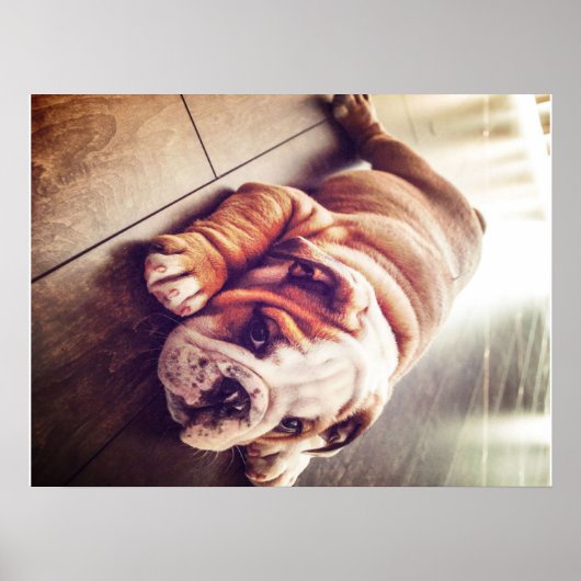 English Bulldog Lying Dog | Hundebahn Foto Poster (Vorne)
