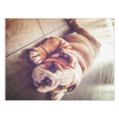 English Bulldog Lying Dog | Hundebahn Foto Tischdecke (Vorderseite (Horizontal))