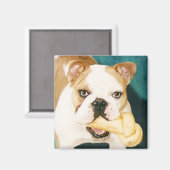 English Bulldog Magnet (Vorderseite/Rückseite)