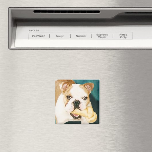 English Bulldog Magnet (In Situ (Geschirrspüler))