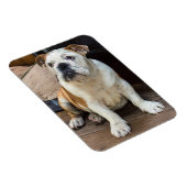 English Bulldog-Magnet Magnet (Rechte Seite)