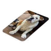 English Bulldog-Magnet Magnet (Linke Seite)
