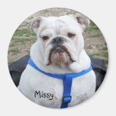 English Bulldog Missy Magnet (Vorne)
