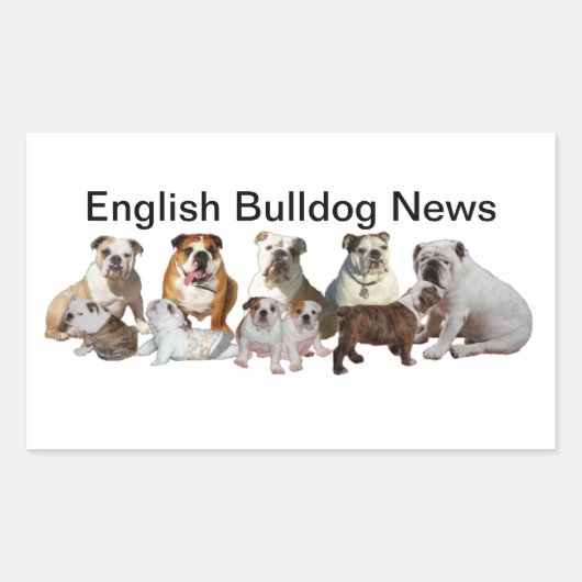 English Bulldog News Rechteckiger Aufkleber (Vorderseite)