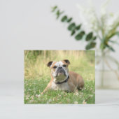 English Bulldog Postcard Postkarte (Stehend Vorderseite)