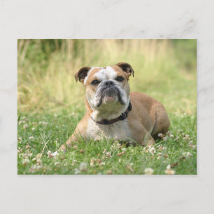 English Bulldog Postcard Postkarte