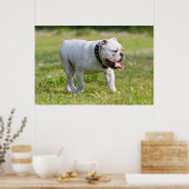 English Bulldog Poster (Küche)