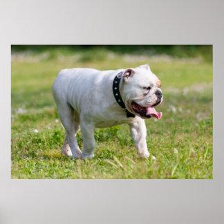 English Bulldog Poster