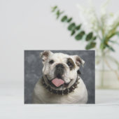 English Bulldog Postkarte (Stehend Vorderseite)