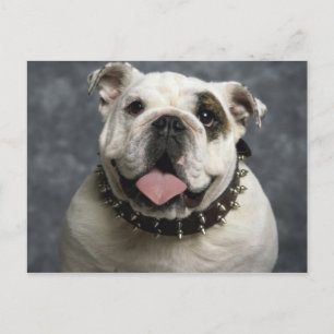 English Bulldog Postkarte
