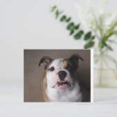 English Bulldog Postkarte (Stehend Vorderseite)