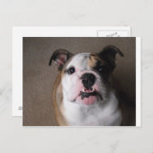 English Bulldog Postkarte (Vorne/Hinten)