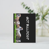 English Bulldog Postkarte (Stehend Vorderseite)