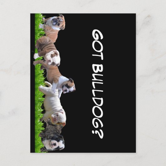 English Bulldog Postkarte (Vorderseite)