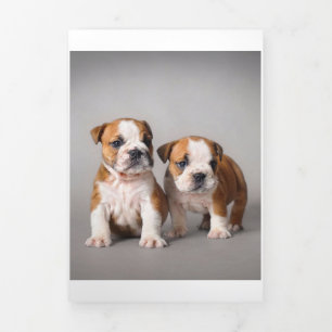 English Bulldog Puppies Couple Niedlich Bulldog Dreifach Gefaltete Ankündigung