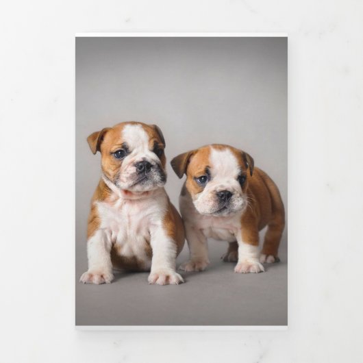 English Bulldog Puppies | Couple Niedlich Bulldog Dreifach Gefaltete Ankündigung (Cover)