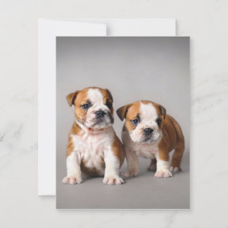 English Bulldog Puppies | Couple Niedlich Bulldog Einladung