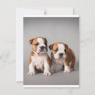 English Bulldog Puppies Couple Niedlich Bulldog Einladung