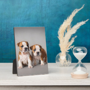 English Bulldog Puppies Couple Niedlich Bulldog Fotoplatte