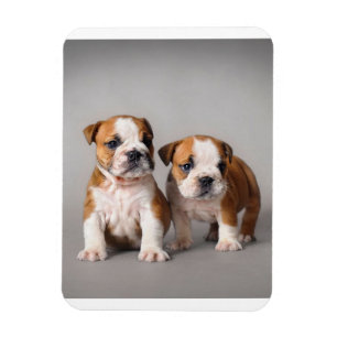English Bulldog Puppies   Couple Niedlich Bulldog Magnet