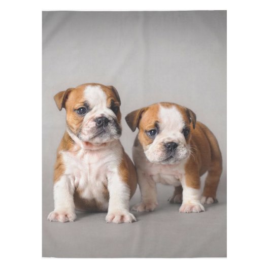 English Bulldog Puppies | Couple Niedlich Bulldog Tischdecke (Vorderseite)