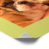 English Bulldog Puppies Poster (Ecke)