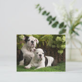 English Bulldog Puppies Postkarte (Stehend Vorderseite)