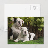English Bulldog Puppies Postkarte (Vorne/Hinten)