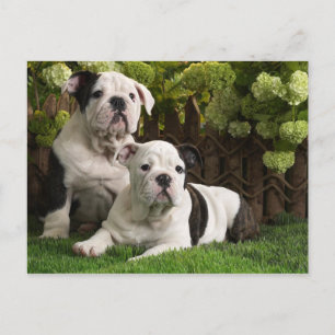 English Bulldog Puppies Postkarte
