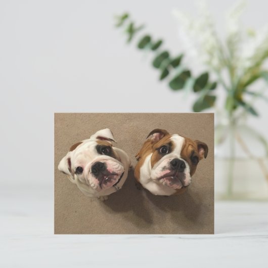 English bulldog puppies postkarte (Stehend Vorderseite)