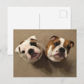 English bulldog puppies postkarte (Vorne/Hinten)