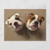 English bulldog puppies postkarte (Vorderseite)