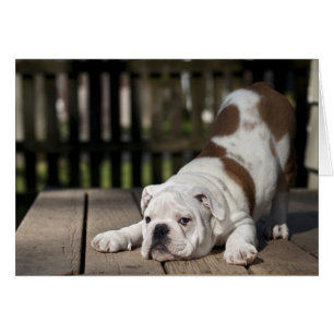 English Bulldog Puppy