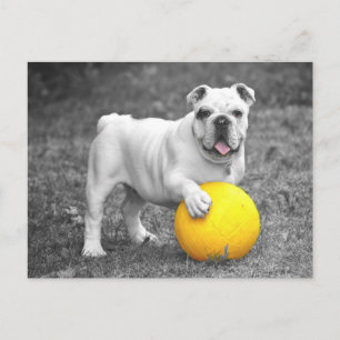 English Bulldog Puppy Dock Postkarte