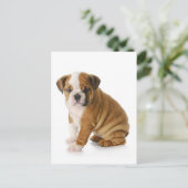 English Bulldog Puppy Dog Blank Gruß Postkarte (Stehend Vorderseite)