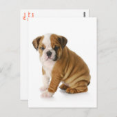 English Bulldog Puppy Dog Blank Gruß Postkarte (Vorne/Hinten)