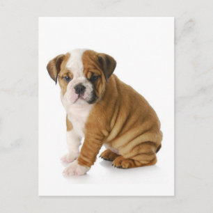 English Bulldog Puppy Dog Blank Gruß Postkarte